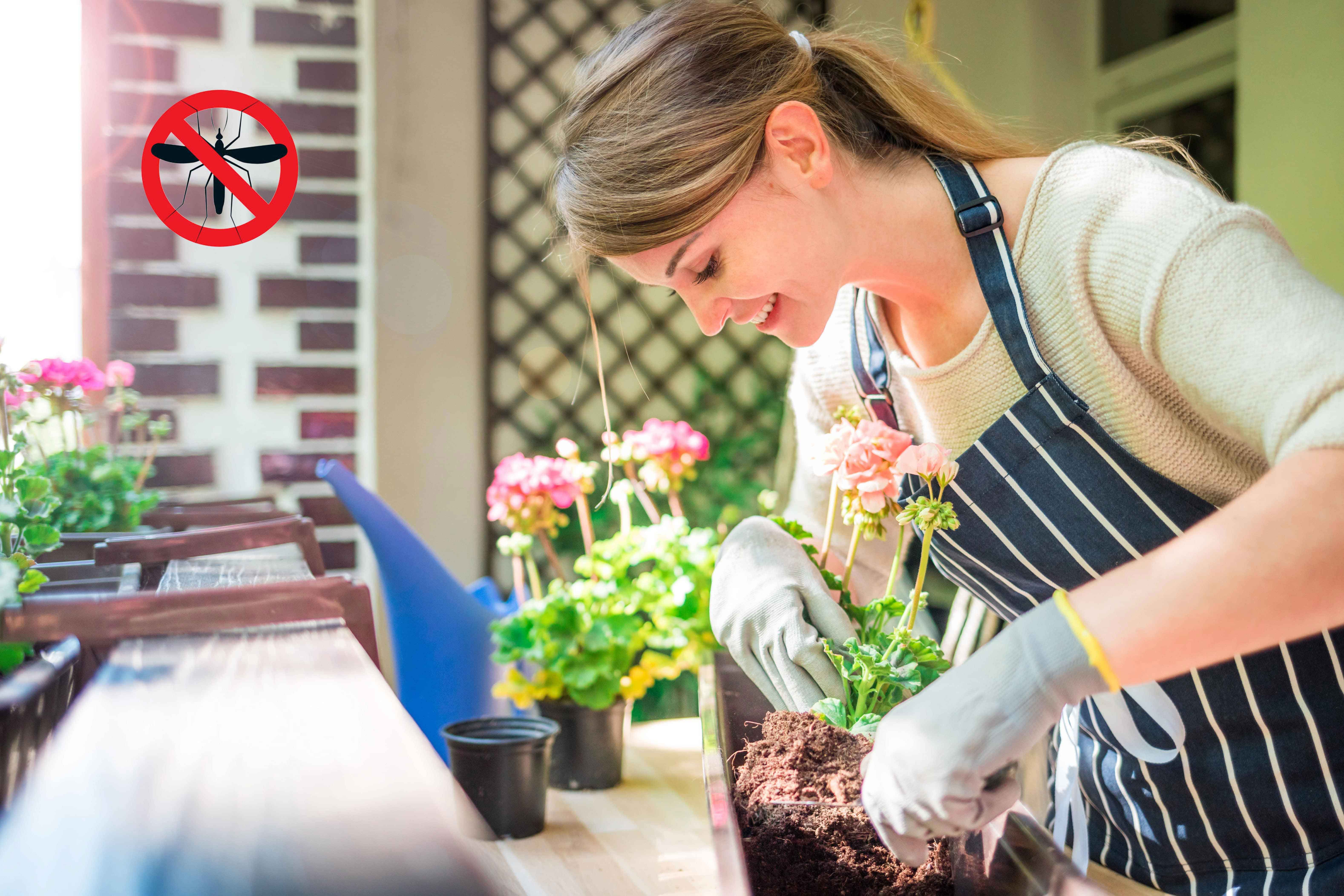 10 Pflanzen gegen lästige Mücken auf dem Balkon
